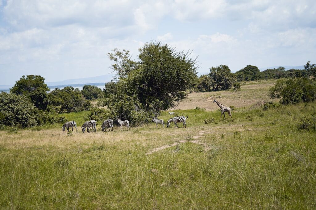 pexels-photo-30817413 A serene African grassland scene with zebras grazing near a lone giraffe under clear skies.